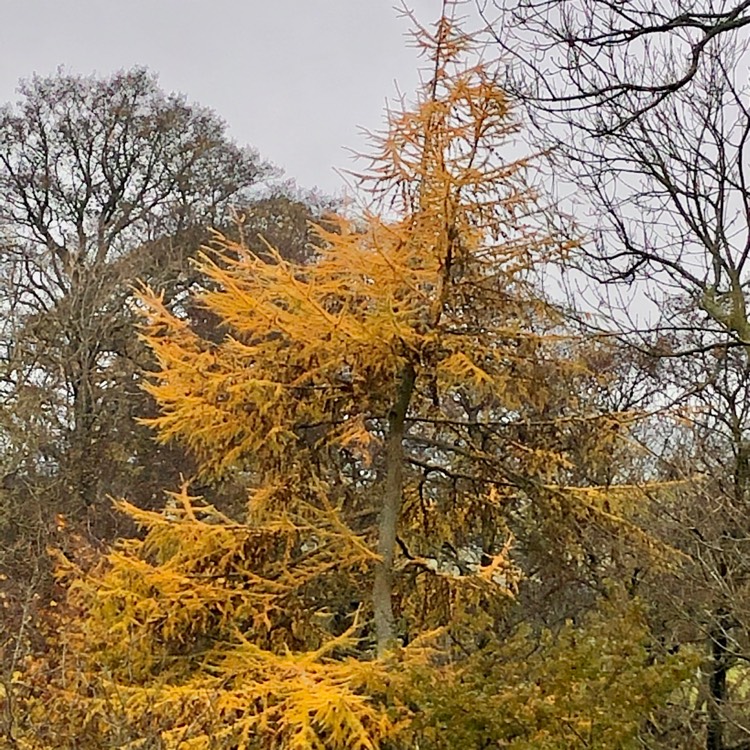 plant image 1194487