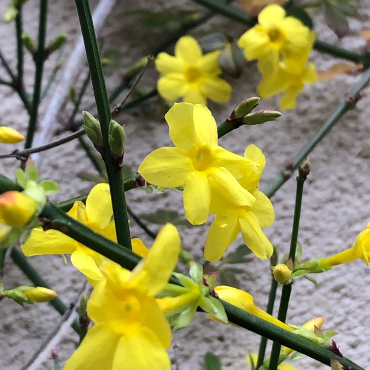 Plant image Jasminum nudiflorum