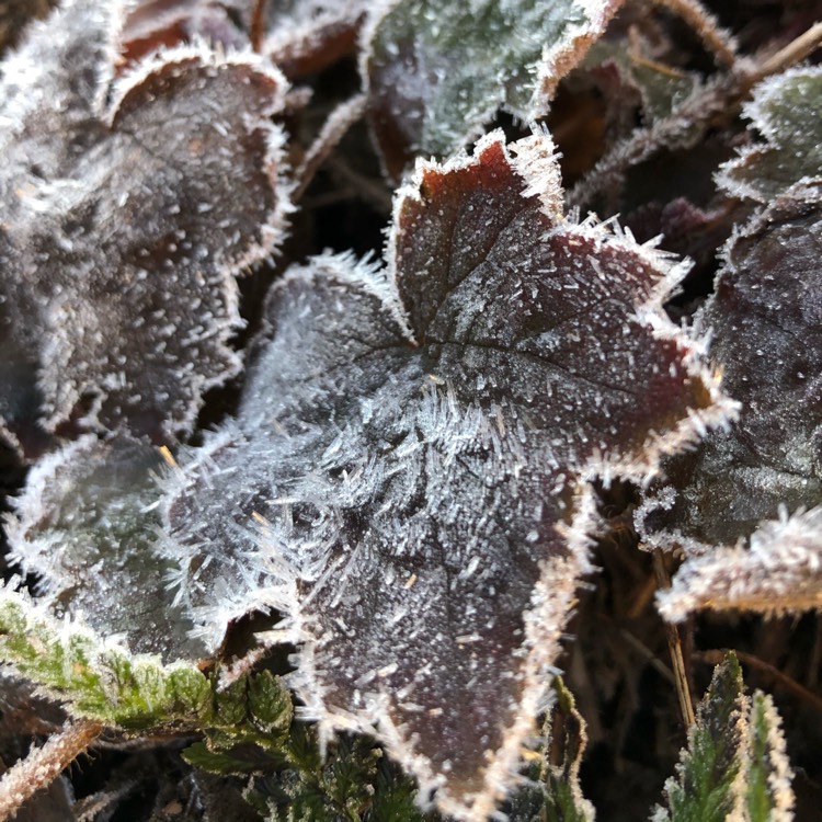Plant image Heuchera villosa 'Palace Purple' syn. Heuchera sanguinea 'Palance Purple', Heuchera micrantha 'Palace Purple'