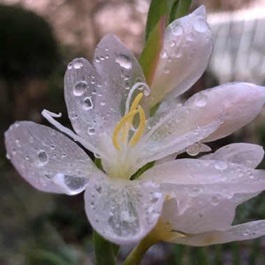 Hesperantha coccinea 'Wilfred H. Bryant' syn. Schizostylis coccinea 'Wilfred H. Bryant', Hesperantha 'Pink Princess', Schizostylis 'Pink Princess'