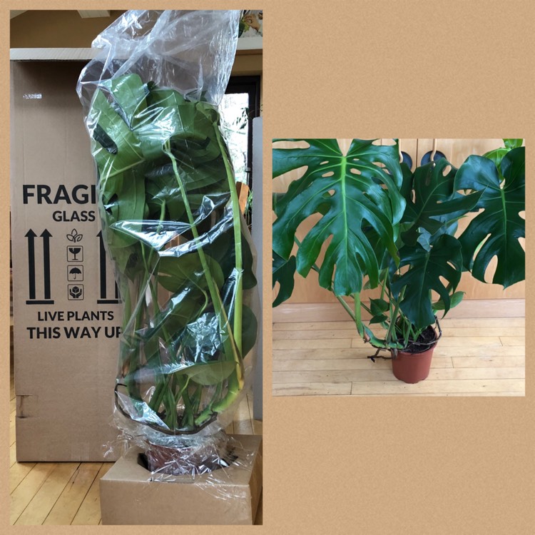 Plant image Monstera deliciosa