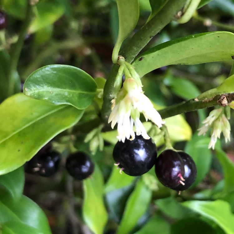plant image 1211046
