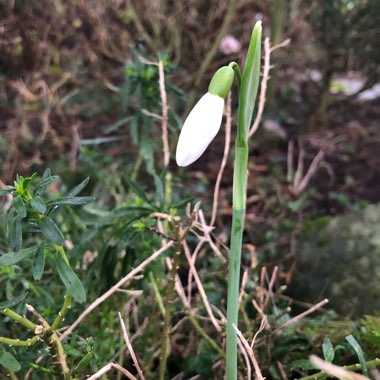 Galanthus nivalis