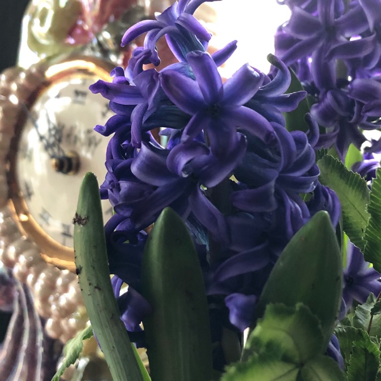 plant image 1217172