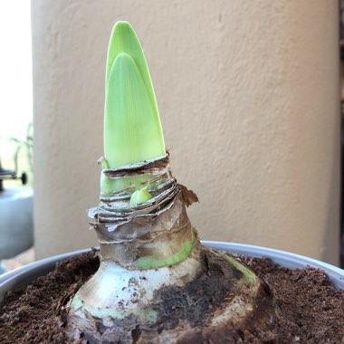 Hippeastrum