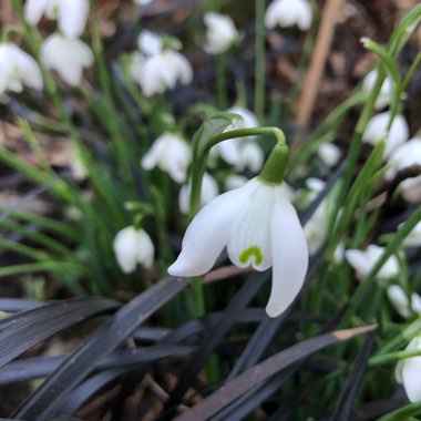 Galanthus nivalis