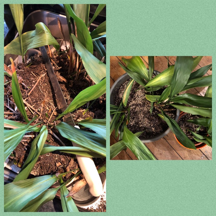 plant image 1232197