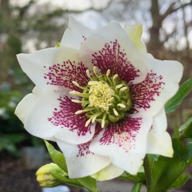 Helleborus