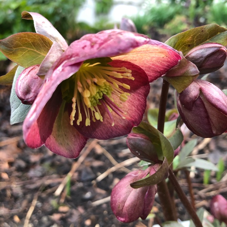 plant image 1236972