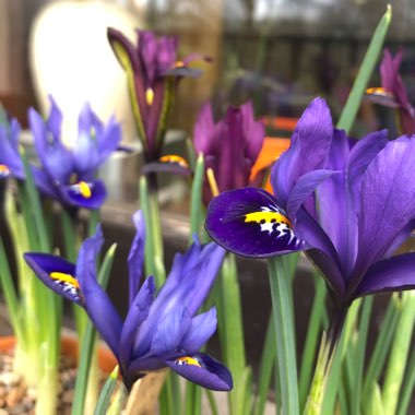 Iris
