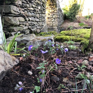 Anemone blanda 'Blue Shades'