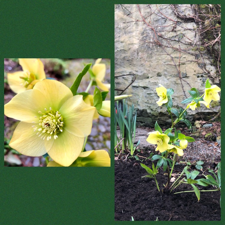 plant image 1243041