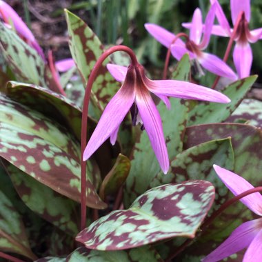 Erythronium Dens-Canis