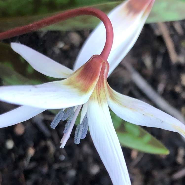 plant image 1251681