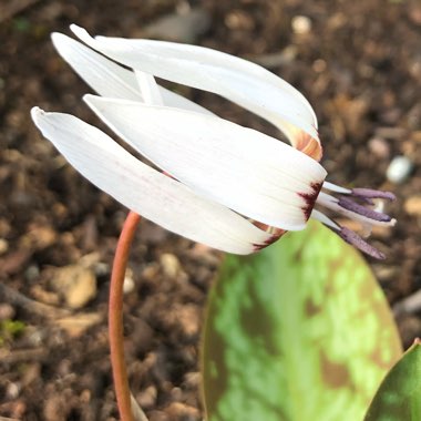 Erythronium dens-canis 'Snowflake'