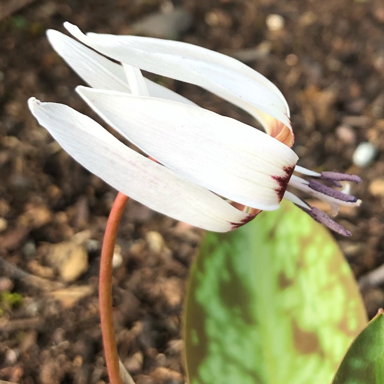 plant image 1252839