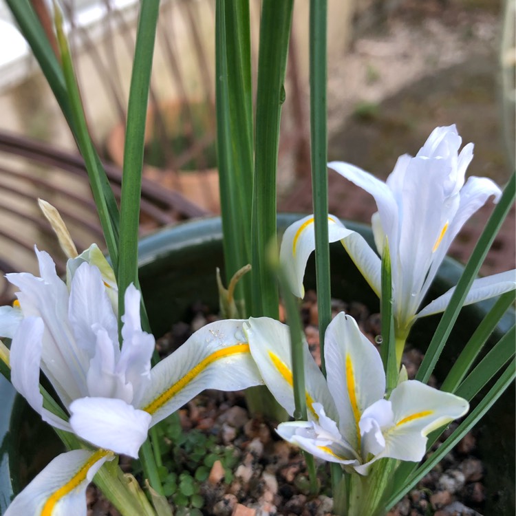 plant image 1252930