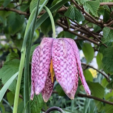 Fritillaria meleagris