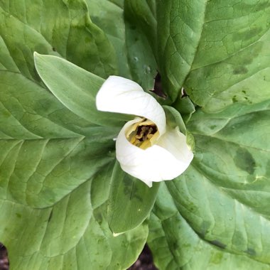 Trillium albidum