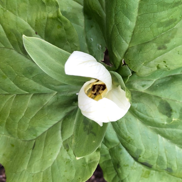 plant image 1259219