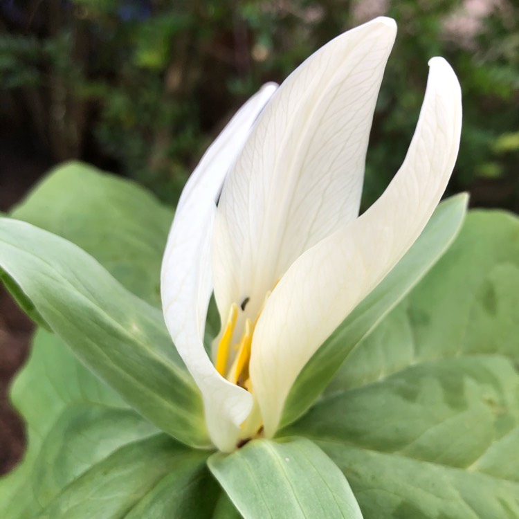 plant image 1262363
