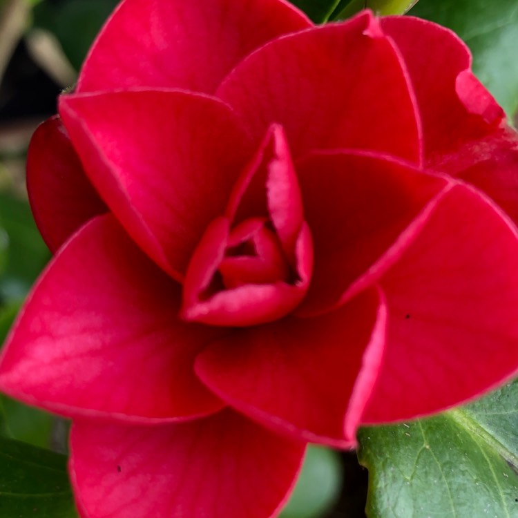 Plant image Camellia japonica 'Doctor King'