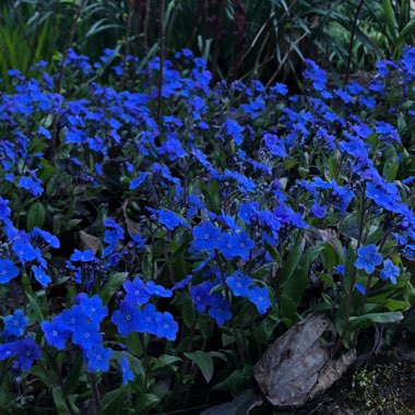 Omphalodes verna