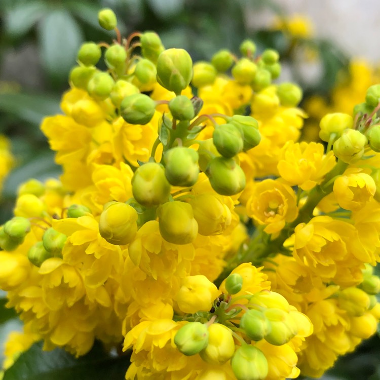plant image 1267579