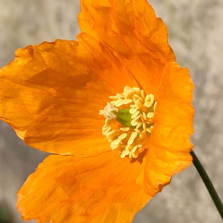 Plant image Meconopsis cambrica