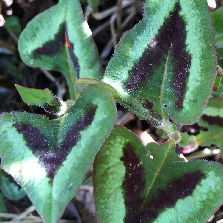Plant image Persicaria microcephala 'Purple Fantasy'