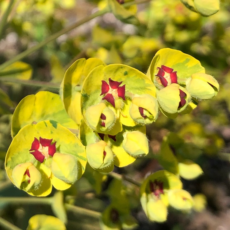Plant image Euphorbia x martini 'Ascot Rainbow'