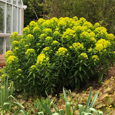 Euphorbia schillingii