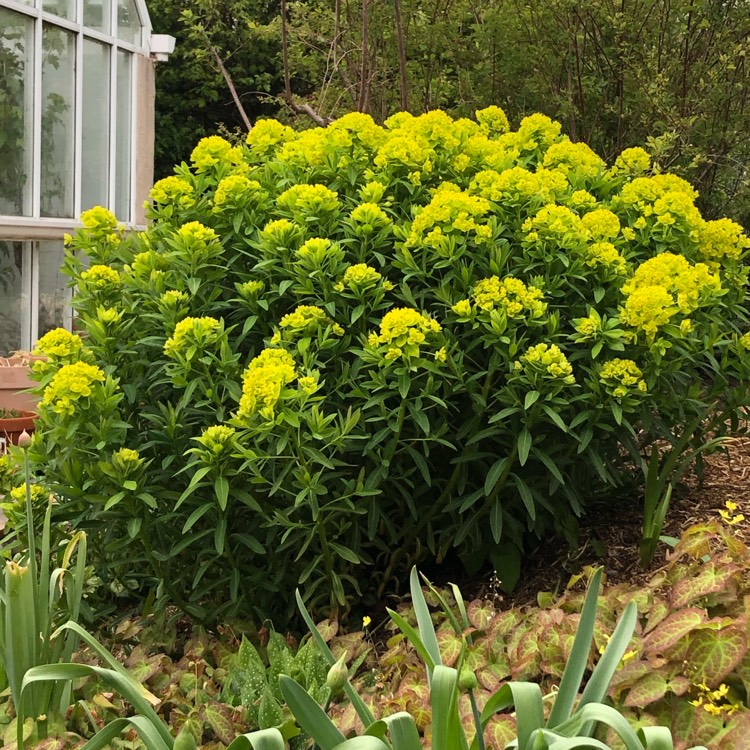 plant image 1281555 plant image 1281555