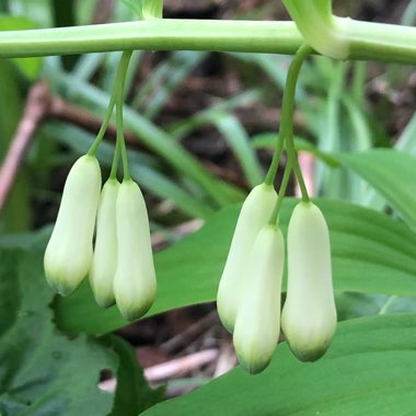 Polygonatum multiflorum