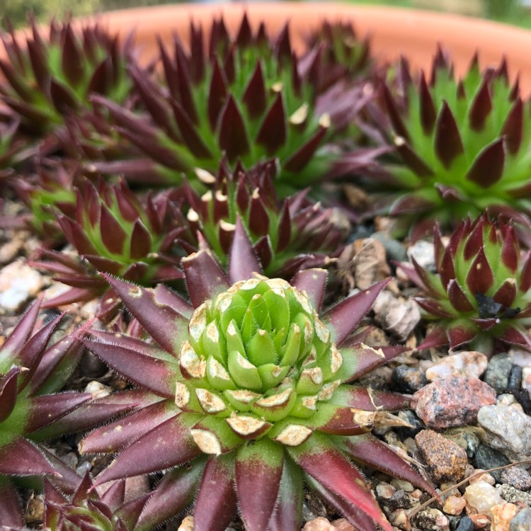 plant image 1287962