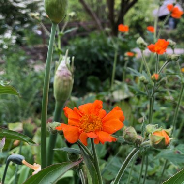 Geum coccineum 'Queen of Orange'