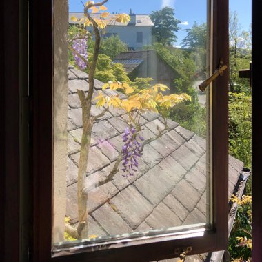 Wisteria sinensis
