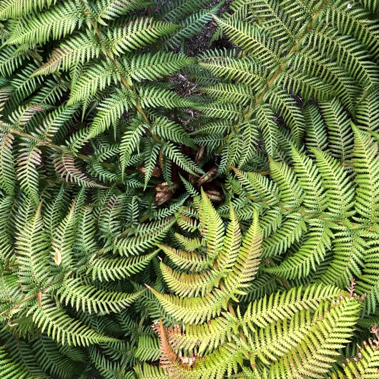 Plant image Dicksonia antarctica