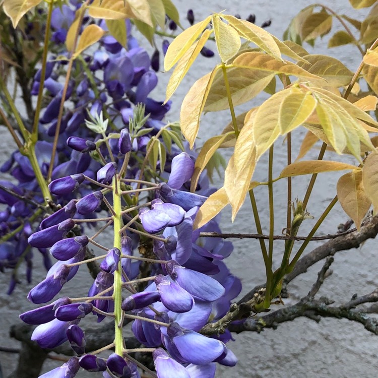 plant image 1296579