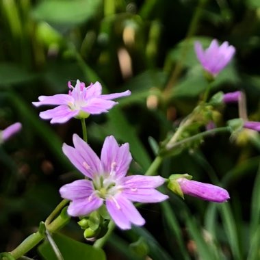 Claytonia sibirica syn. Montia perfoliata ; Montia sibirica