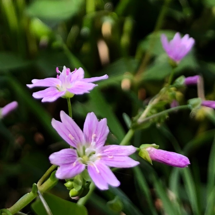 Plant image Claytonia sibirica syn. Montia perfoliata ; Montia sibirica