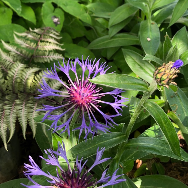 Plant image Centaurea montana