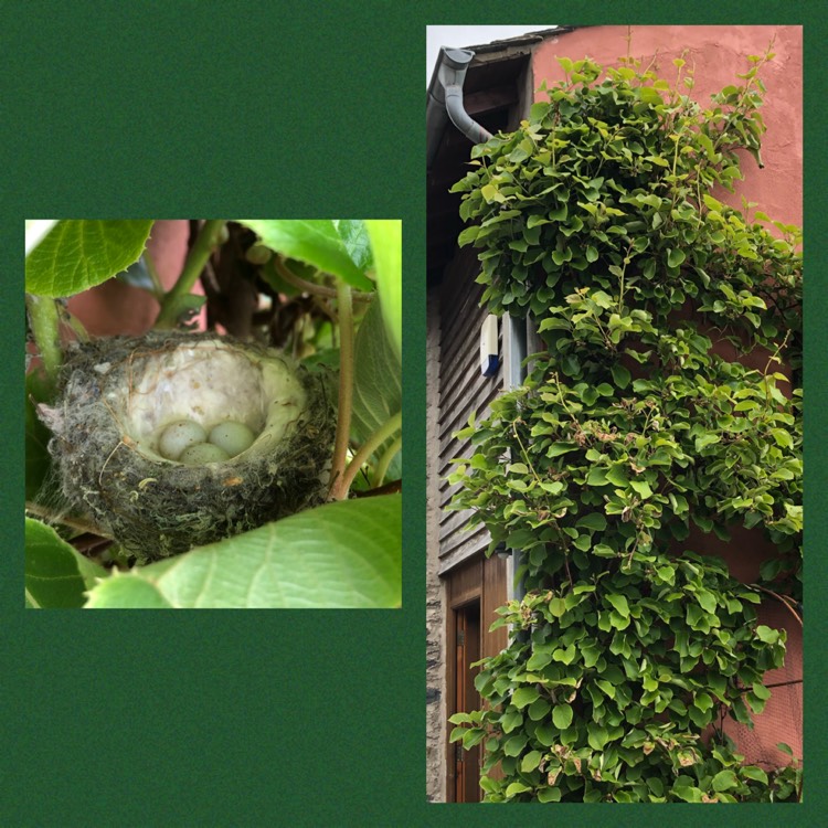 plant image 1312098