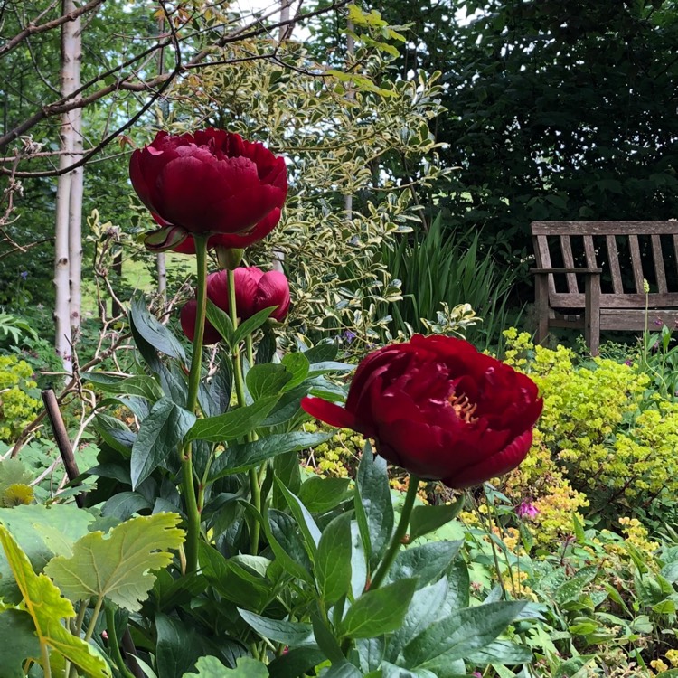 Plant image Paeonia 'Buckeye Belle'