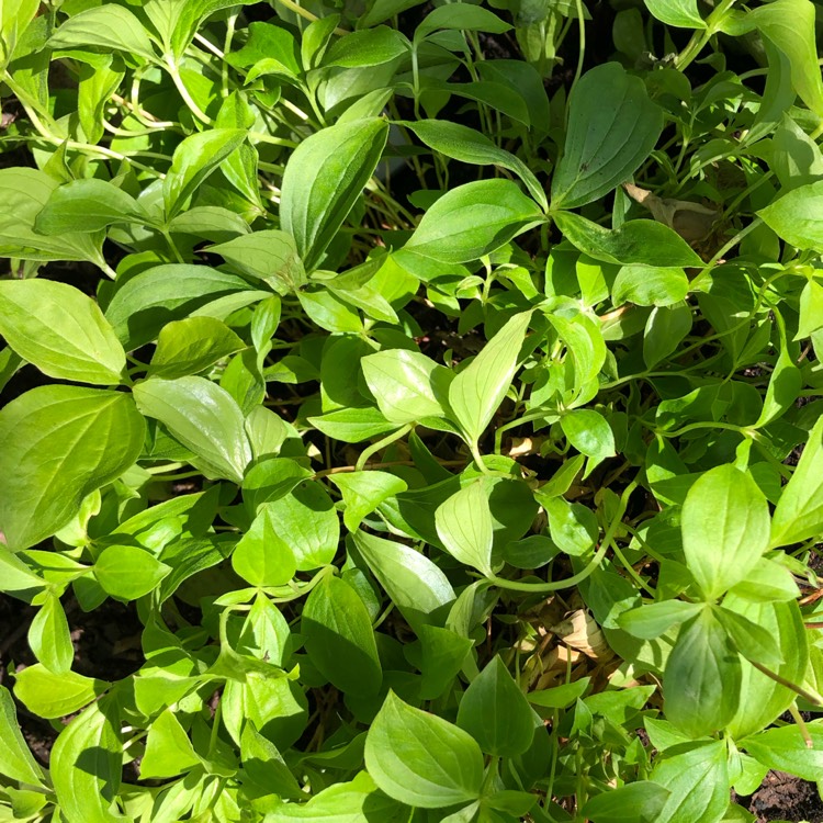plant image 1318699