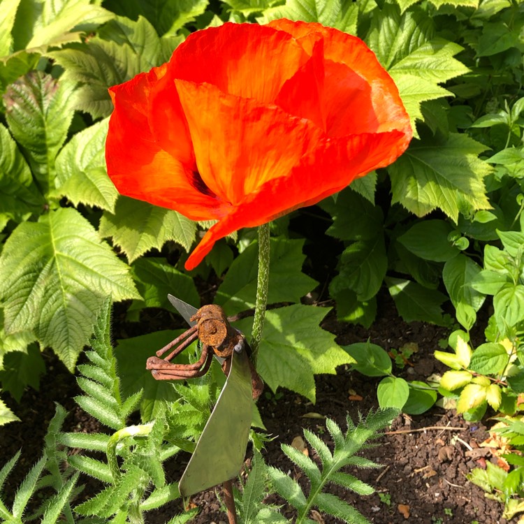 plant image 1319147