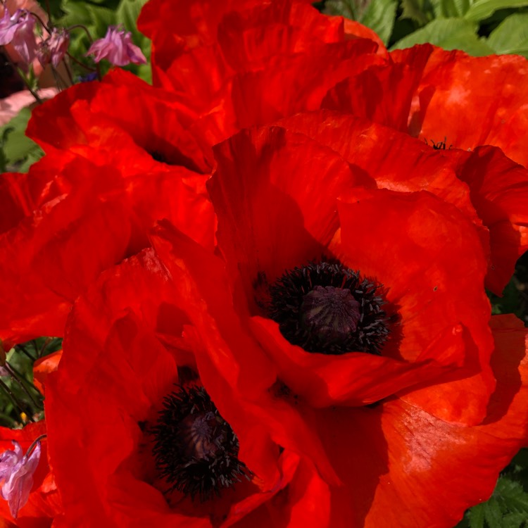 plant image 1319148