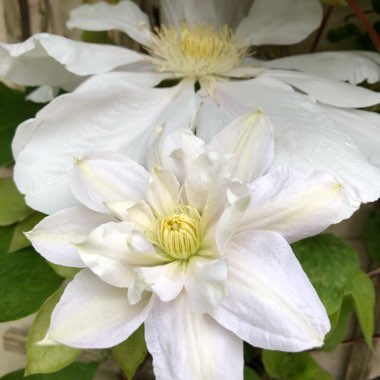 Clematis 'Marie Boisselot' syn. Clematis 'Madame le Coultre'