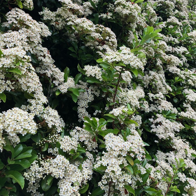 plant image 1326038