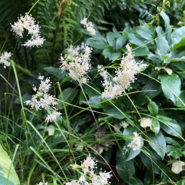 Plant image Luzula nivea